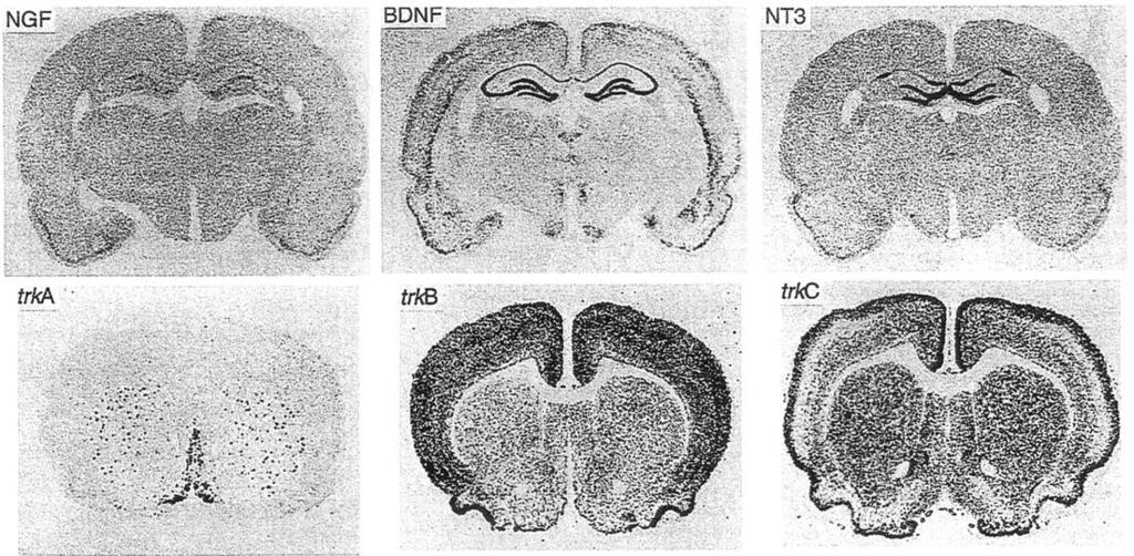 NEUROTROFINOK ÉS