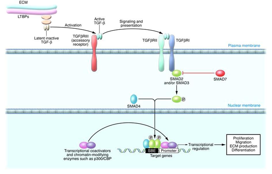 TGF-β FEHÉRJÉK SZIGNÁL TRANSZDUKCIÓJA The receptor-regulated Smads (R-SMAD) include SMAD1, SMAD2, SMAD3, SMAD5 and SMAD8/9 The common-mediator Smad (co-smad) which includes only