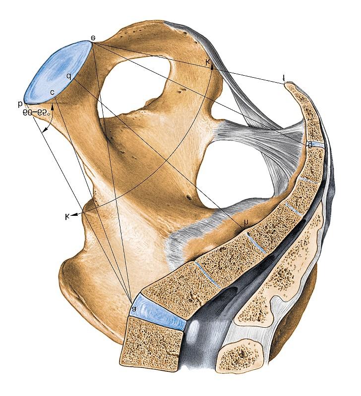 Conjugata anatomica Conjugata