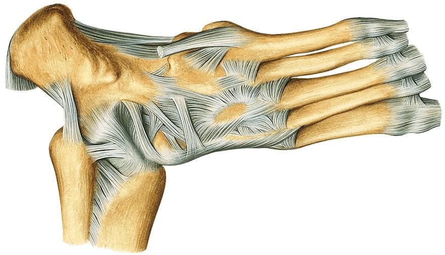Lig. bifurcatum Lig. cuboideonaviculare dorsale Ligg. cuneonavicularia dorsalia Ligg.