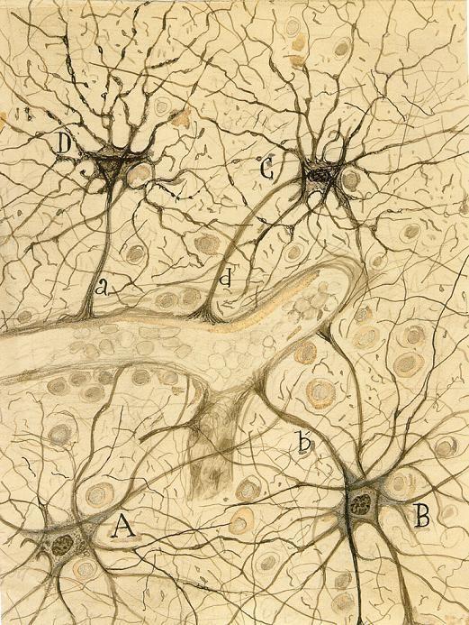 Drawing by Cajal showing fibrous in the white matter of the cerebral cortex labeled with the gold chloride method. "Neuroglic cells of the white matter of the adult human brain.