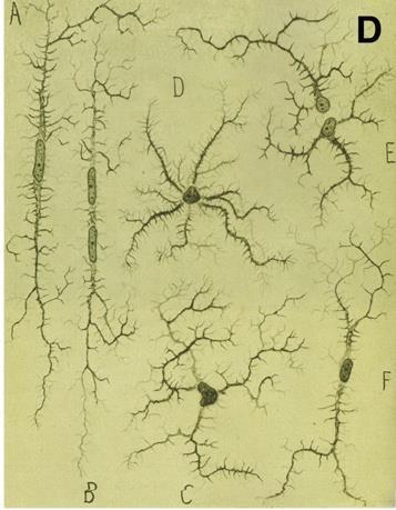 oligodendrocitákat, melyeket 1928-ban osztályozott.