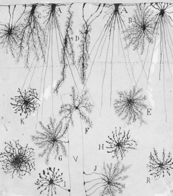 ) 1852-1934, Spanish pathologist, histologist, neuroscientist, Nobel laureate (1906) Ramón y Cajal eredeti rajzai gliasejtekről: Neuroglia of the