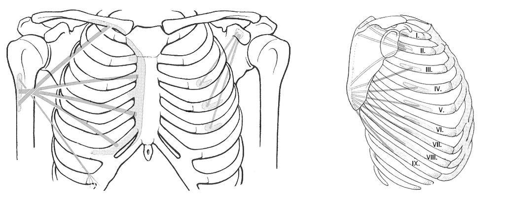 18 3. ábra: M. pectoralis major, M. pectoralis minor, M. subclavius, M. serratus anterior III.