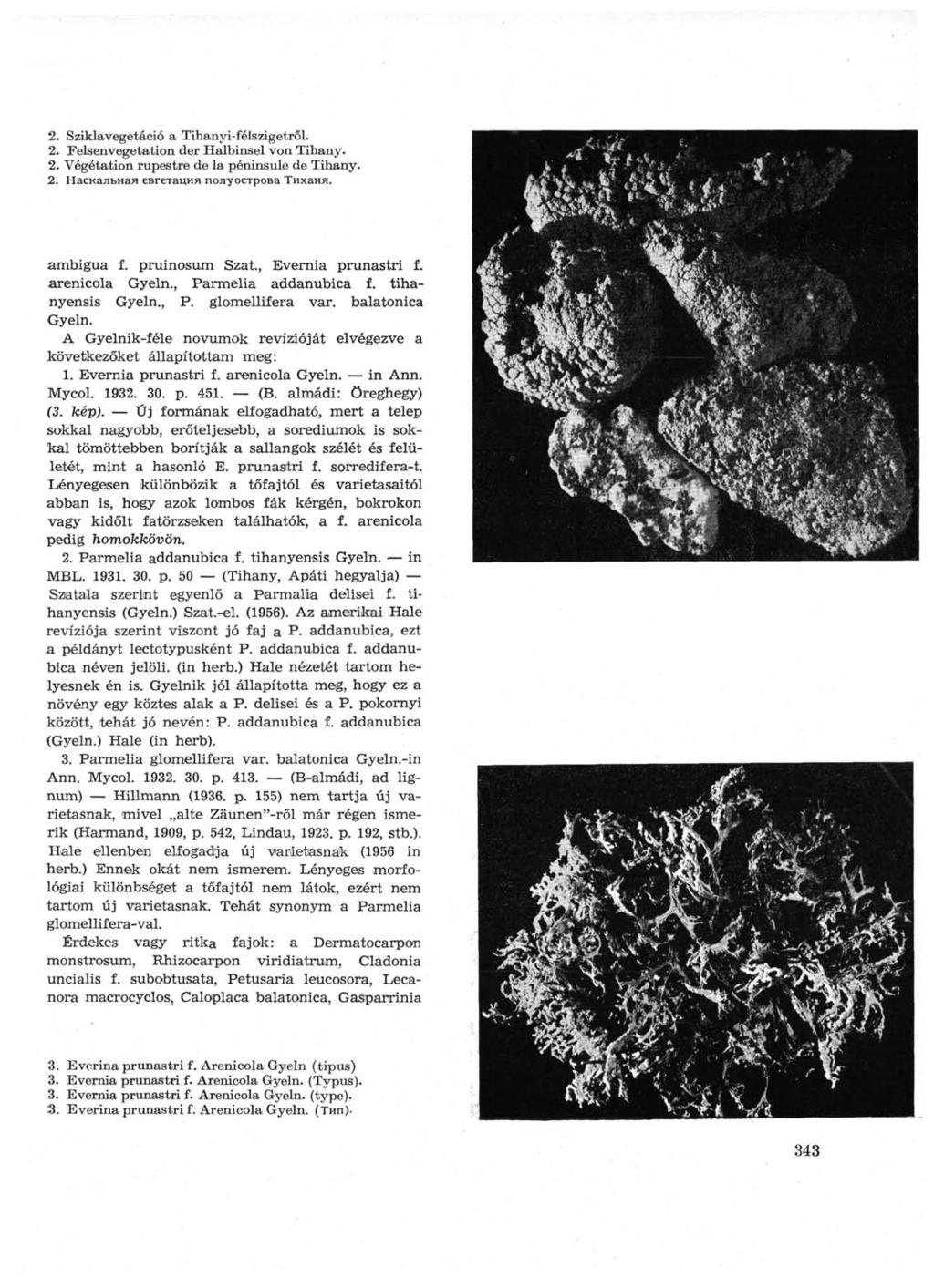 2. Sziklavegetáció a Tihanyi-félszigetről. 2. Felsenvegetation der Halbinsel von Tihany. 2. Végétation rupestre de la péninsule de Tihany. 2. Наскальная евгетация полуострова Тиханя. ambigua f.