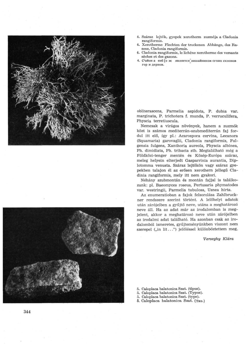 4. Száraz lejtők, gyepek xerotherm zuzmója a Cladonia rangiformis. 4. Xerotherme Flechten der trockenen Abhänge, des Rasens, Cladonia rangiformis. 4. Cladonia rangiformis, le lichène xerotherme des versants sèches et des gazons.