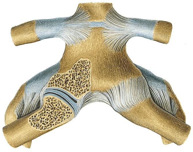 Articulatio sternoclavicularis Ízesül felszínek terminológiai nevei: Facies articularis sternalis claviculae (kollagénrostos porc) Incisura clavicularis sterni (kollagénrostos porc) Ízület