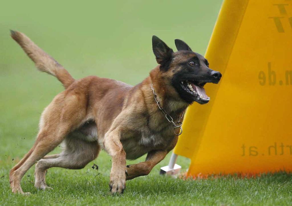 A kezdet- Az ötlet 2005-ben induló working-dog, összeköti a világ kutyatulajdonosait azáltal, hogy