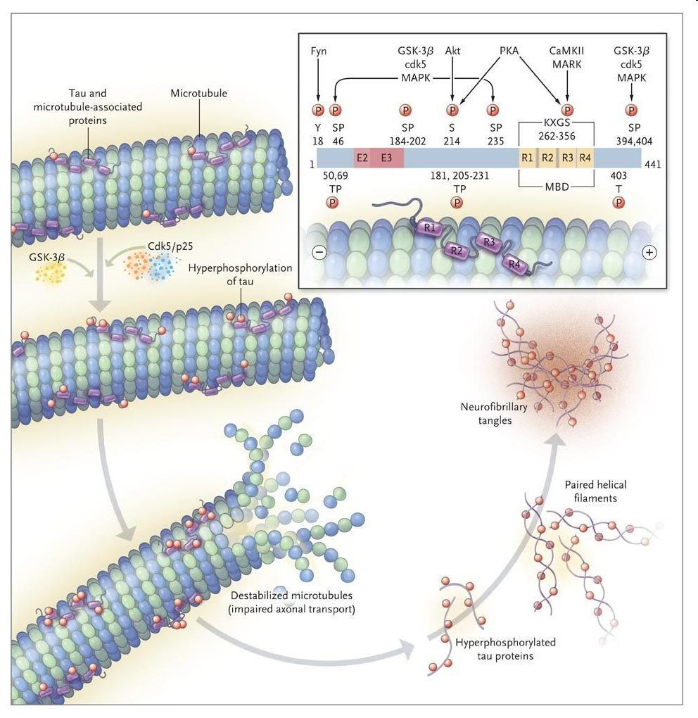 Tau fehérjék: a mikrotubulusokat stabilizáló fehérjék Fyn is a tyrosine-specific