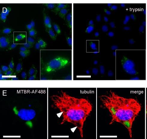 Aggregated Tau is very sensitive to trypsin digestion. D, MTBR-AF488 aggregate-treated C17.