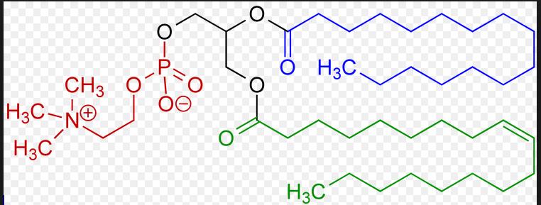 Szűrővizsgálati próbálkozások (metabolome) This targeted analysis revealed significantly lower plasma levels of serotonin, phenylalanine, proline, lysine,