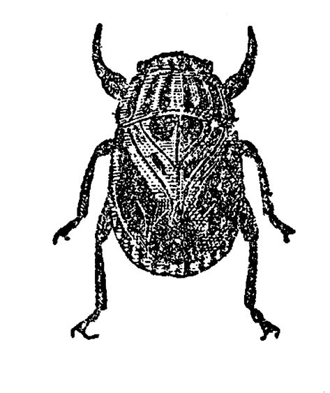 Padisák et al.