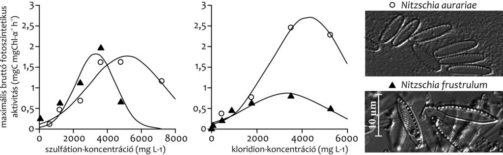 Padisák et al. A kisvizes ökoszisztémák 1.