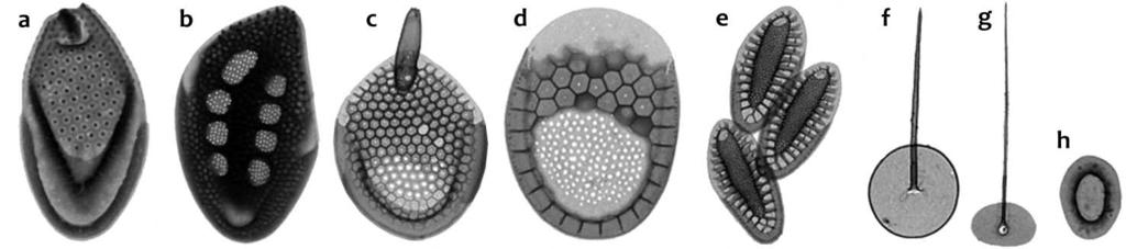 Padisák et al. A kisvizes ökoszisztémák + + + Chrysophaerella brevispina + Chrysodidymus synuroideus + + + + Mallamonas akrokomos + + + M. alata f. alata + + + M. alata f. hualvensis + M.