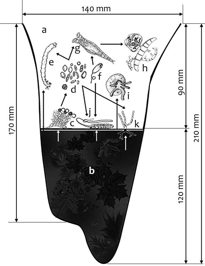 Padisák et al. A kisvizes ökoszisztémák odúk más-más gombaközösséggel bírnak, valamint hogy az időjárási paraméterek szélsőséges váltakozásai jelentős hatást gyakorolnak a dendrotelmák közösségeire.