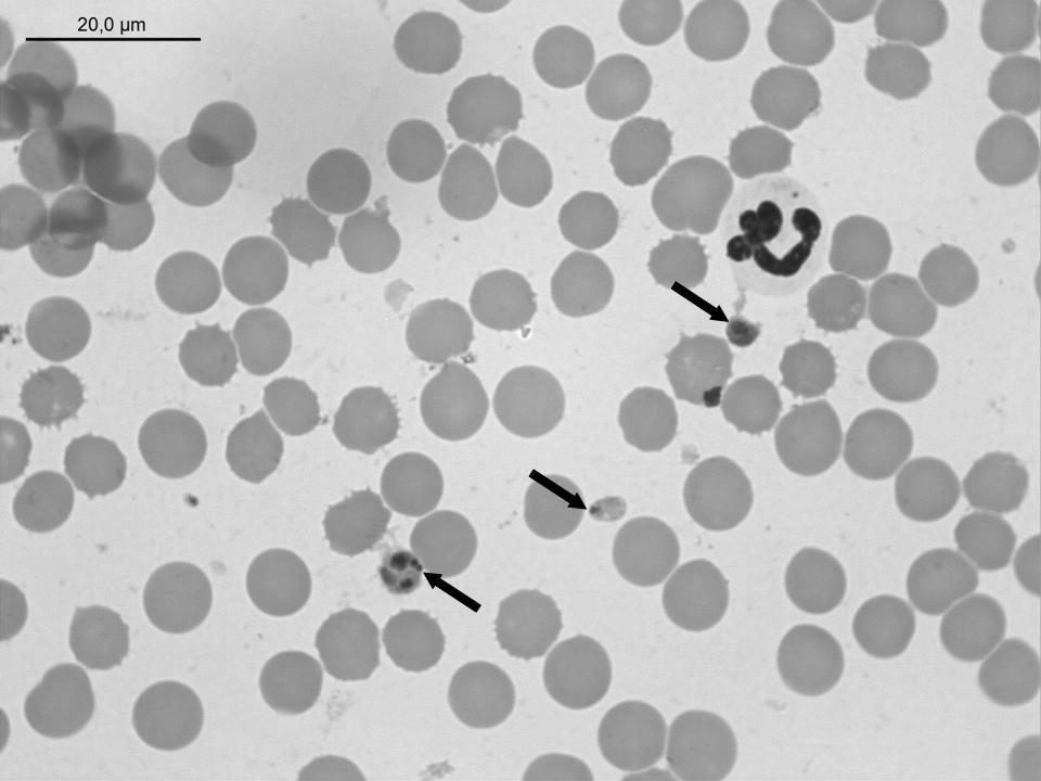 Mycoplasma haemofelis POZITIV Ixodes ricinus által terjesztett A kullancsok 1% fertőzött!! primer replikációs a granulocytákban (másodlagos fertőzések) Tünetek (A.