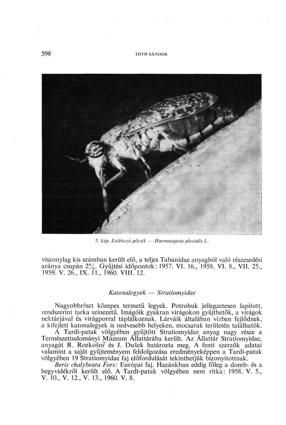 598 TÓTH SÁNDOR 5. kép. Esőt hozó pőcsik Haematopota pluvialis L. viszonylag kis számban került elő, a teljes Tabanidae anyagból való részesedési aránya csupán 2%. Gyűjtési időpontok: 1957. VI. 16.