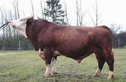 24 18638 Ménesbirtok Dália Radnab 2003. 12. 05.