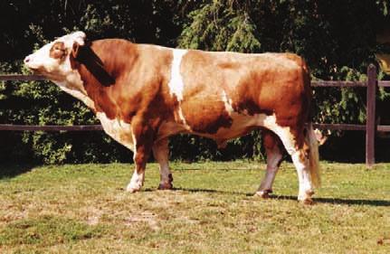 4 15511 Teveli Takaros Hexstern 1998. 06. 26. Teveli Mg. ZRt.