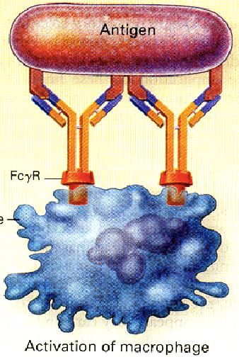 OPSZONIZÁCIÓ Komplement receptor Fc receptor A