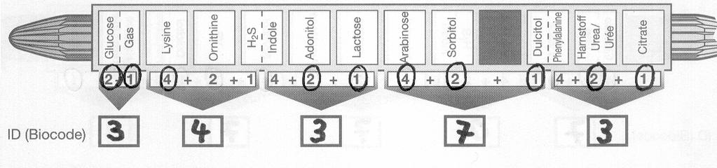 4. Adja össze a bekeretezett részben található összes bekarikázott számot, és írja be ezt az összeget a nyilak alatti szabad mezőbe (6. ábra). 5.