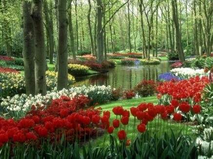 Tavasszal különleges élmény a Keukenhof-i park több mint 6 millió tulipánnal, jácinttal és nárcisszal.