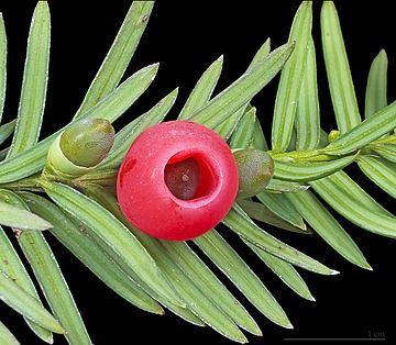 Egységes nevezéktan (nómenklatúra) Génusz + fajnév + szerző + évszám binominális nómenklatúra Taxus baccata L. 1753 - a névadásnál a prioritás elve dönt (vö.