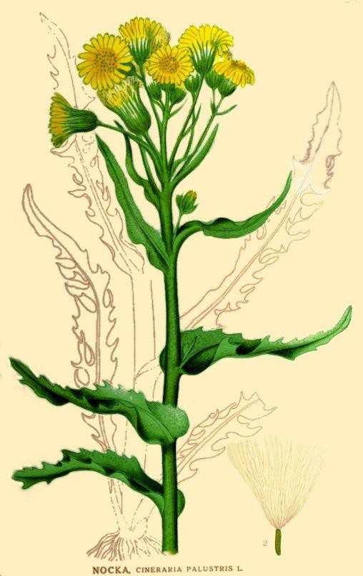 Problémák a linnéi binominális nevezéktannal 2. Az osztályozás NEM független a névtől lásd a Vulpes és a Corydalis példákat. Vagyis a prioritás csak részlegesen érvényes Linné nevei!