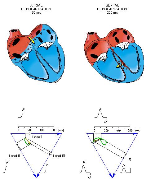 After the depolarization has propagated over the atrial walls, it reaches the AV node.