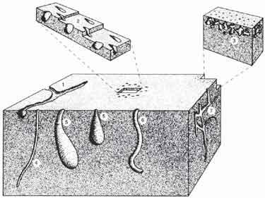 Trypanites ichnofacies -