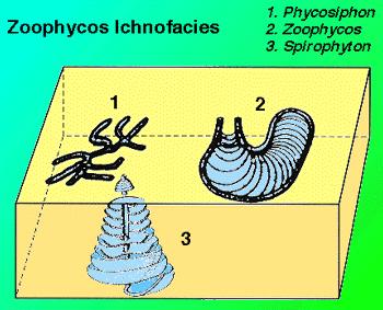 Zoophycos