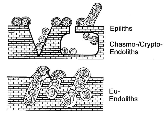 Mode of life of cyanobacteria and their ecological