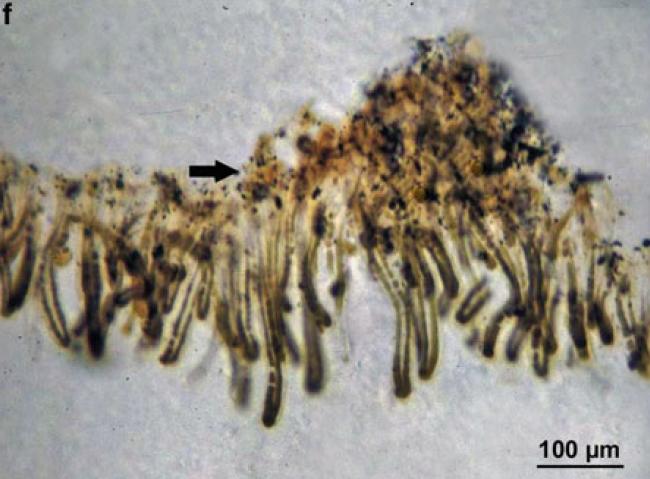 Euendolithic cyanobacterium penetrating coastal limestone.