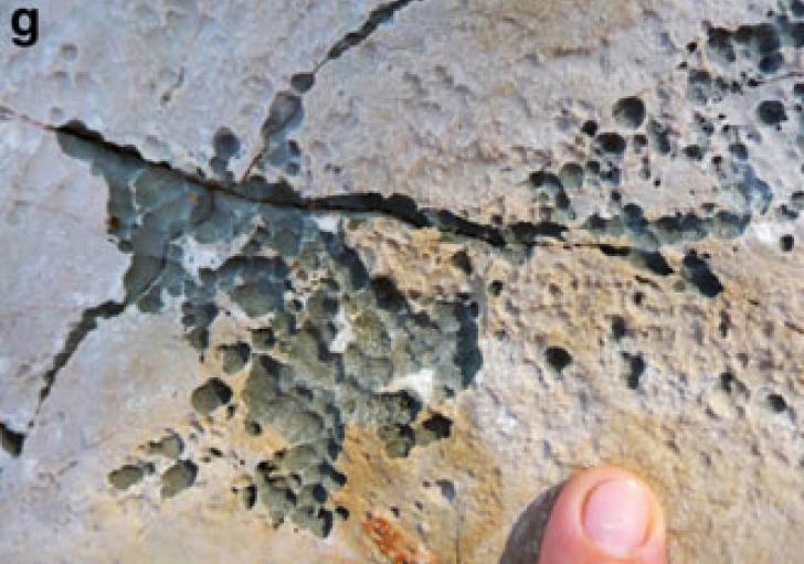 Trace of coccoid cyanobacterium Hormathonema in the supratidal