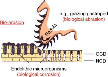 Radula of grazer removes biofilm and top layer of rock Remaining microborers penetrate further into the rock down to the new depth of light compensation