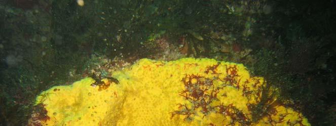 Boring sponge Living