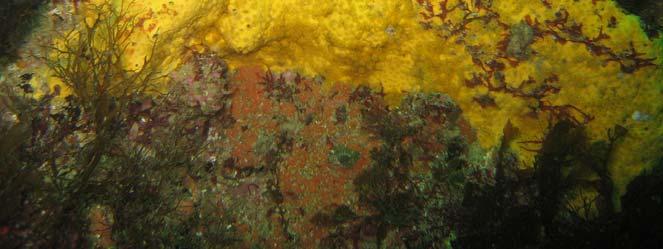 Openings of sponge