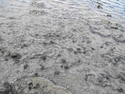 Borings of Echninometra sea urchin Boring in Pleistocene limestone, Okinawa Borings in