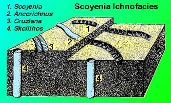 Scoyenia