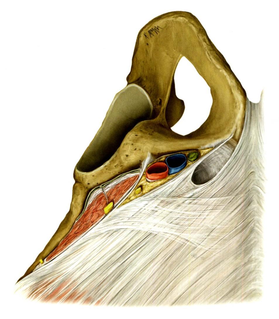 Hiatus subinguinalis A lig.