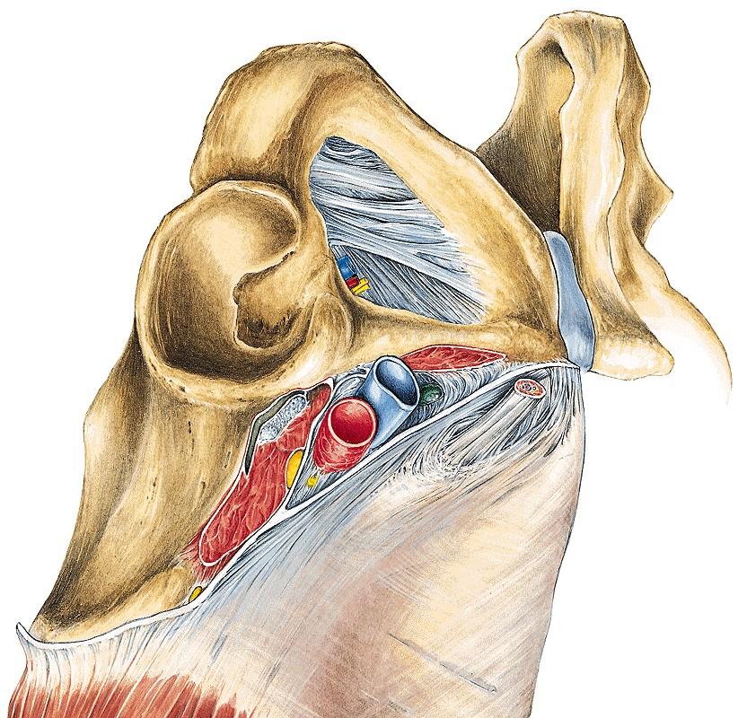 Lacuna lymphatica/ herniosa Septum femorale (CLOQUET) Annulus femoralis