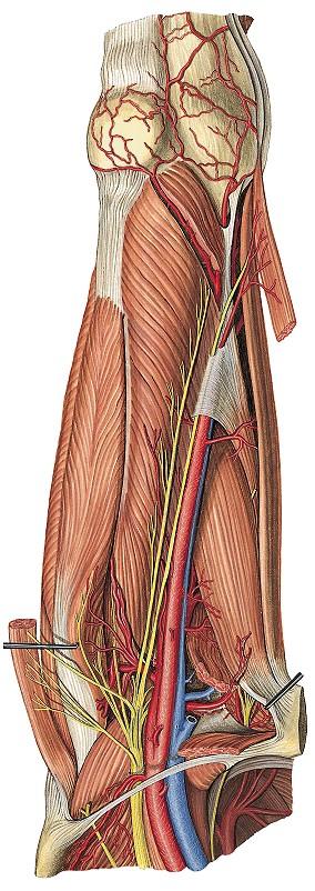 Canalis adductorius (HUNTER) Határai: lat.: M. vastus medialis med.: M. adductor longus köztük: Lamina vastoadductoria Képletei: A. femoralis et A.