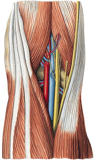 M. semitendinosus M. semimembranosus M. biceps femoris N. tibialis V. poplitea A. poplitea N.