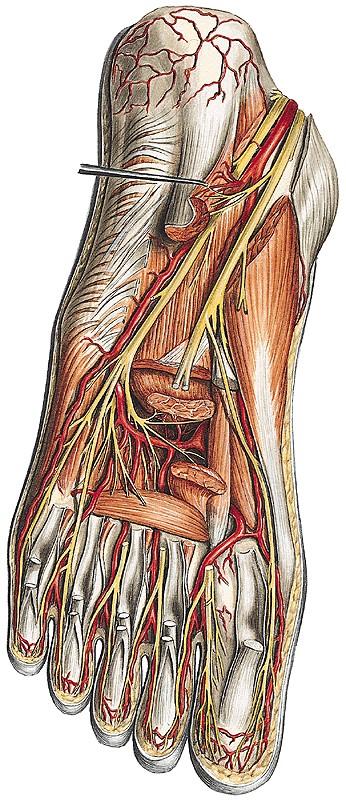 Planta pedis II. Eminentia plantaris intermedia M. flexor digitorum brevis Tendines m. flexoris digitorum longi + Mm. lumbricales M. quadratus plantae Arcus plantaris (A.