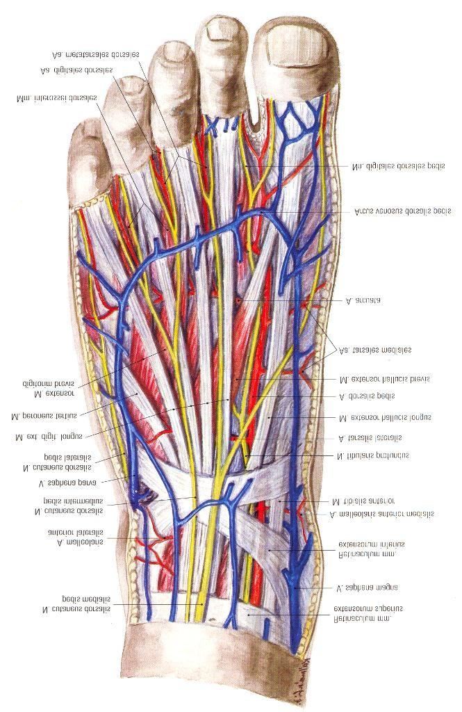 Dorsum pedis III. SUBFASCIALISAN: (Fascia dorsalis pedis prof.alatt) N. fibularis (peroneus) profundus (érz végág) A. dorsalis pedis (A.