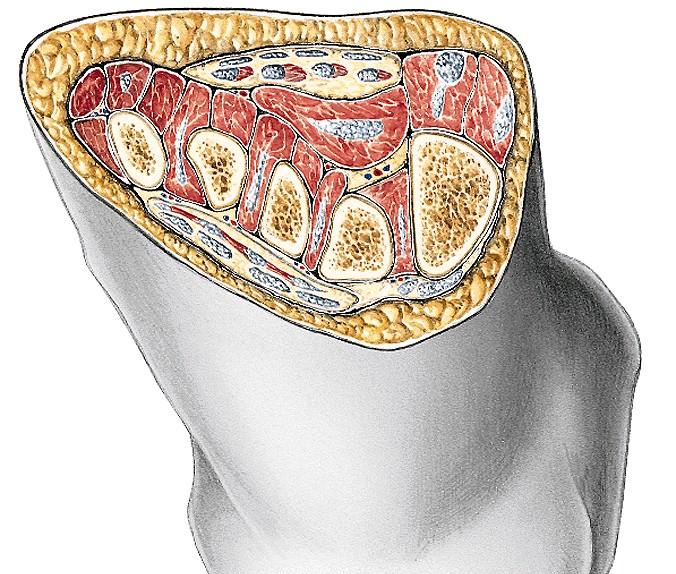 Mm. extensores digitorum brevis et longus Eminentia plantaris lateralis D D D D P P P Eminentia plantaris