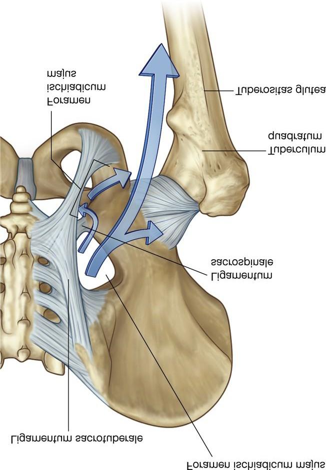 Ligamentum