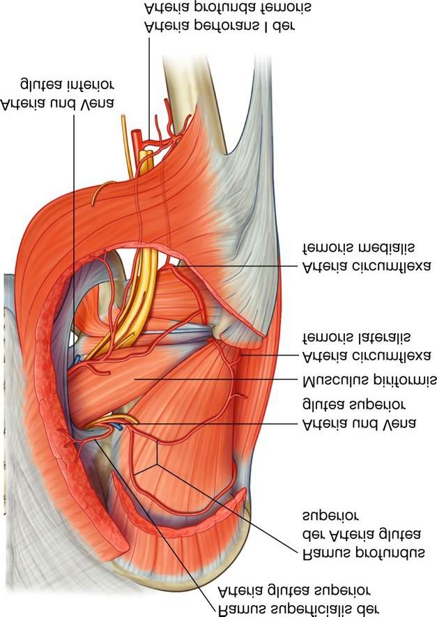 Hiatus suprapiriformis N.