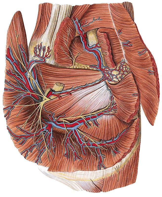 N. gluteus inferior N.