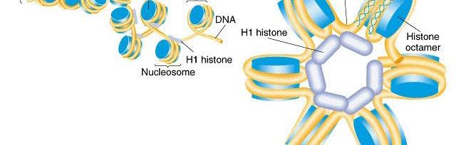 nézete A nukleoszómákat a 1 hiszton kapcsolja össze 30 nm-es